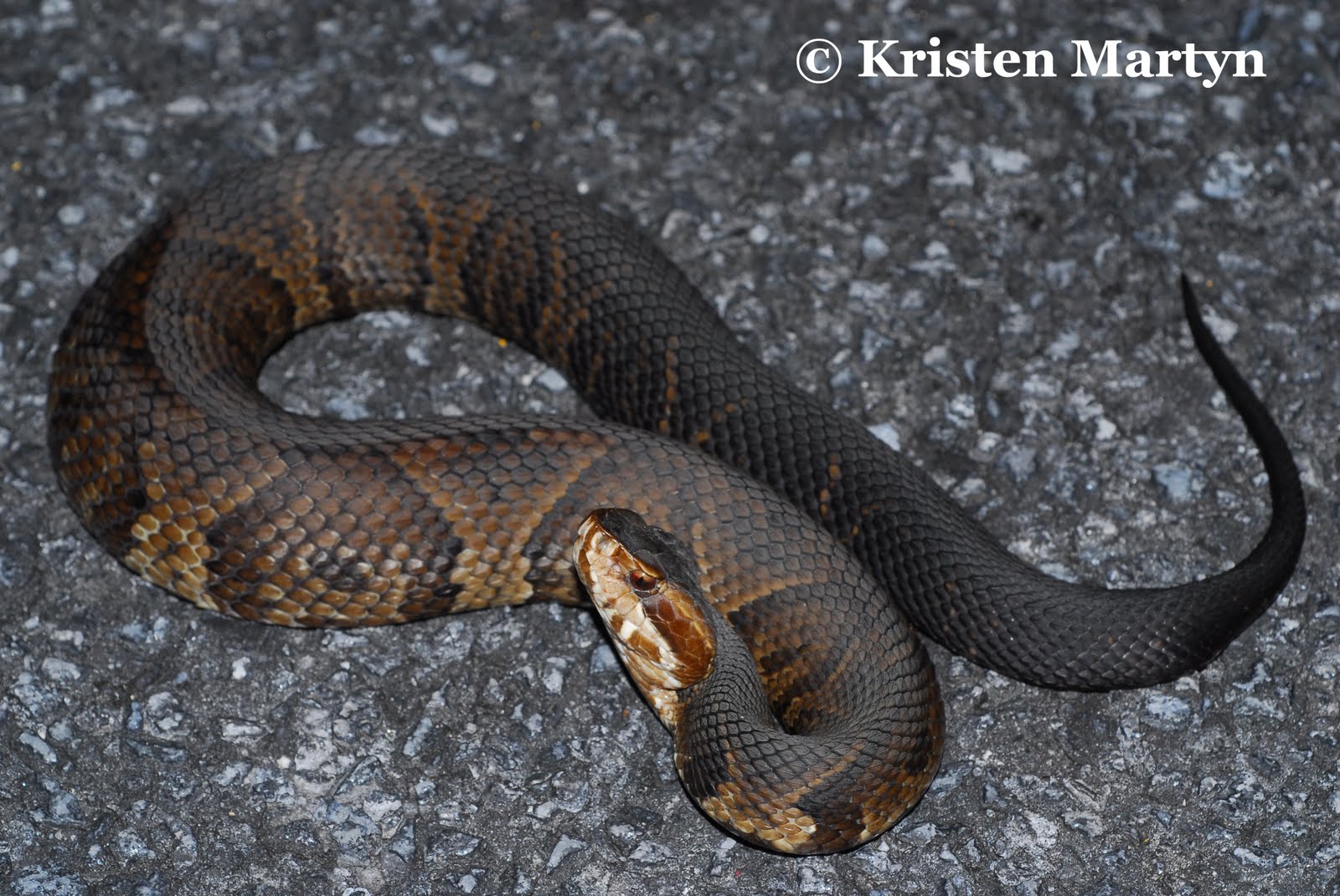 South Florida Reptiles and Amphibians Nature Notes Blog