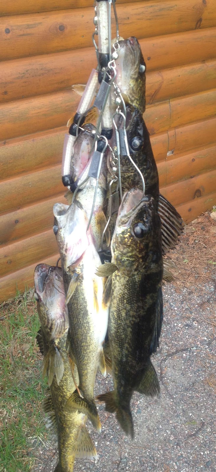 Sprigs of Rosemary: ..: Walleye-palooza 2012 :.. Featuring Bacon ...