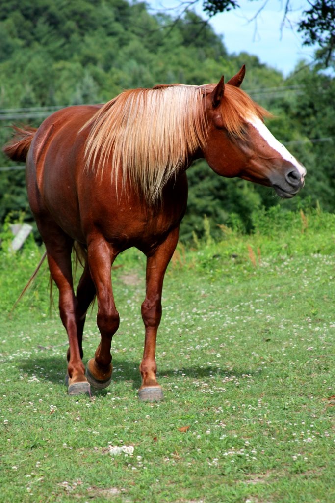 Must love mustangs! Fence buster