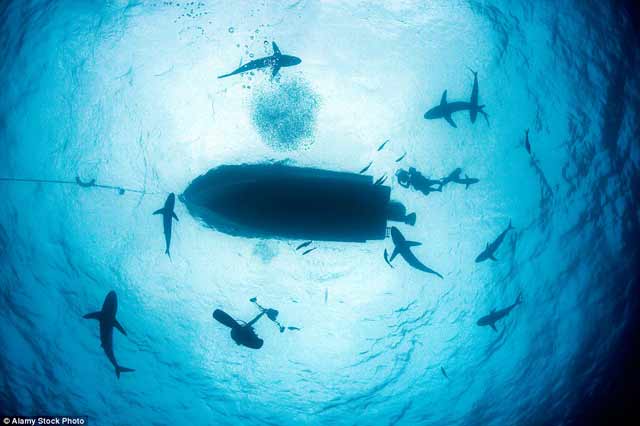 10 Foto Dasar Laut Mengerikan ini Dijamin Membuat Bulu Kuduk Berdiri 10 Foto Dasar Laut Mengerikan ini Dijamin Membuat Bulu Kuduk Berdiri
