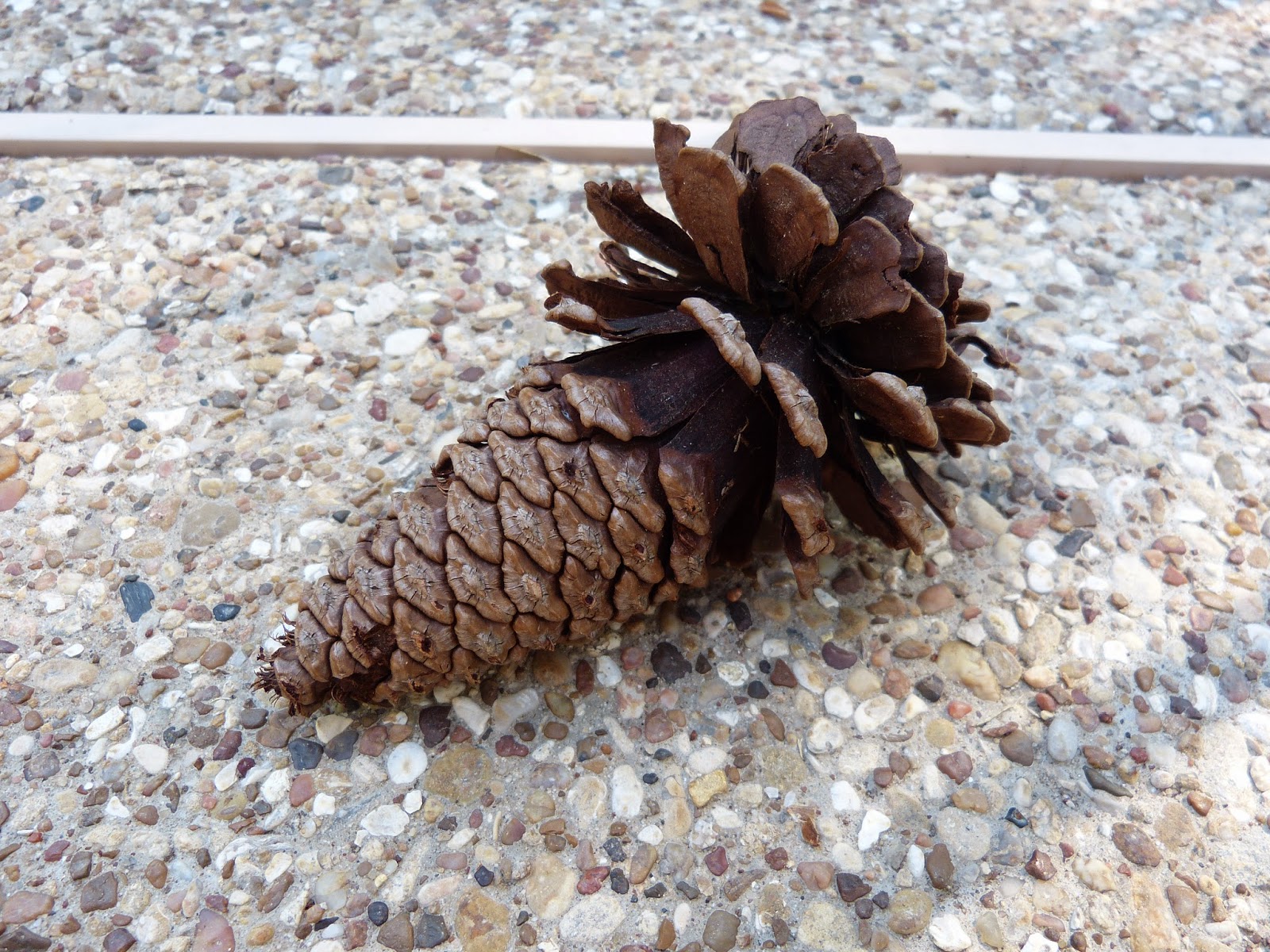 Paula's Primary Classroom: Pine cone science
