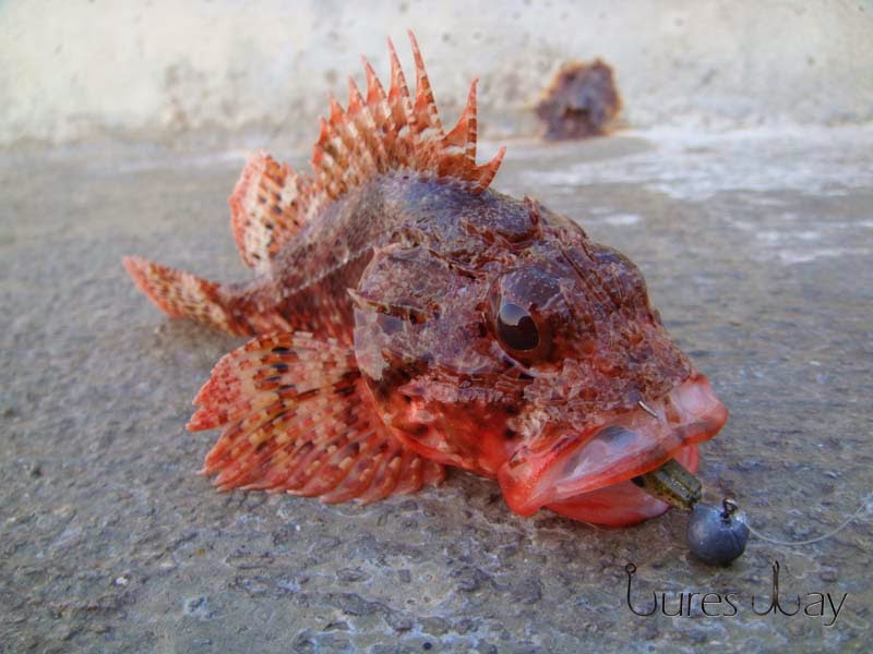 Lures Way: lipnja 2014