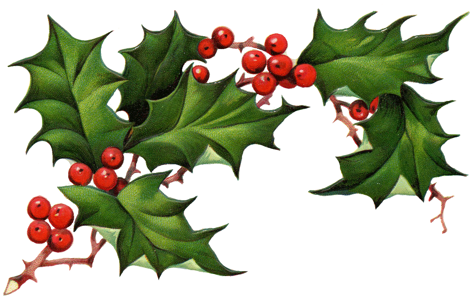 holly clip art images