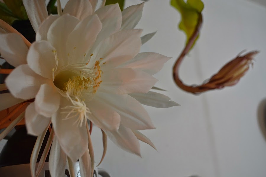 Epiphyllum oxypetalum. Flor de una noche, compleja y perfumada. Epífita o e. Dama de noche. Reina de la noche.