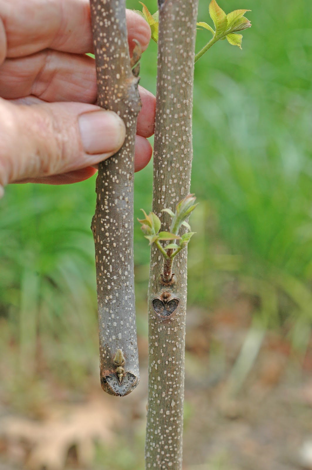 Northern Pecans 3flap grafting pecan trees