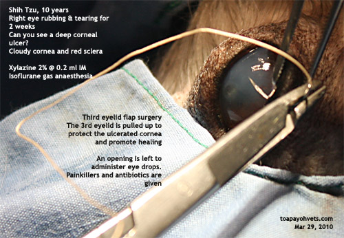 2016vets: 34 A 16 year old Shih Tzu has a quot swollen quot upper right eyeball