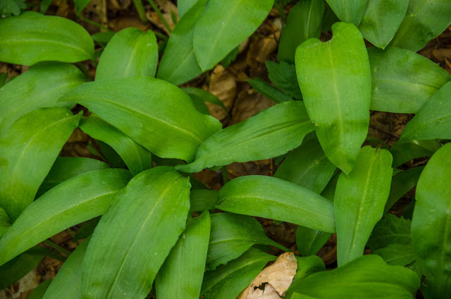 Wild Bear Garlic - Wild Garlic - Bear's Garlic - Allium ursinum -  edible herb with remarkable curative power