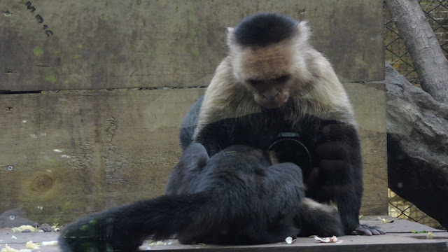 Monos Carablanca El mono carablanca, maicero cariblanco, capuchino, tanque, machín, caurara o carita blanca