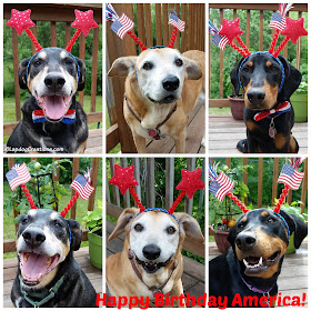 Three dogs celebrating America and 4th of July