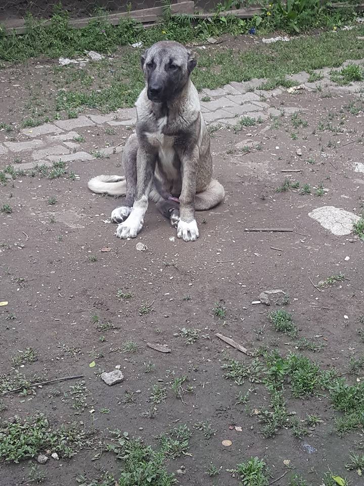 sivas köpek barınağı