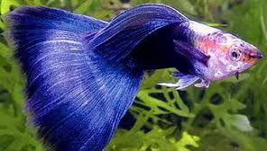 Jenis  Ikan Guppy Blue Moscow 