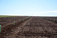 Planting Olive trees