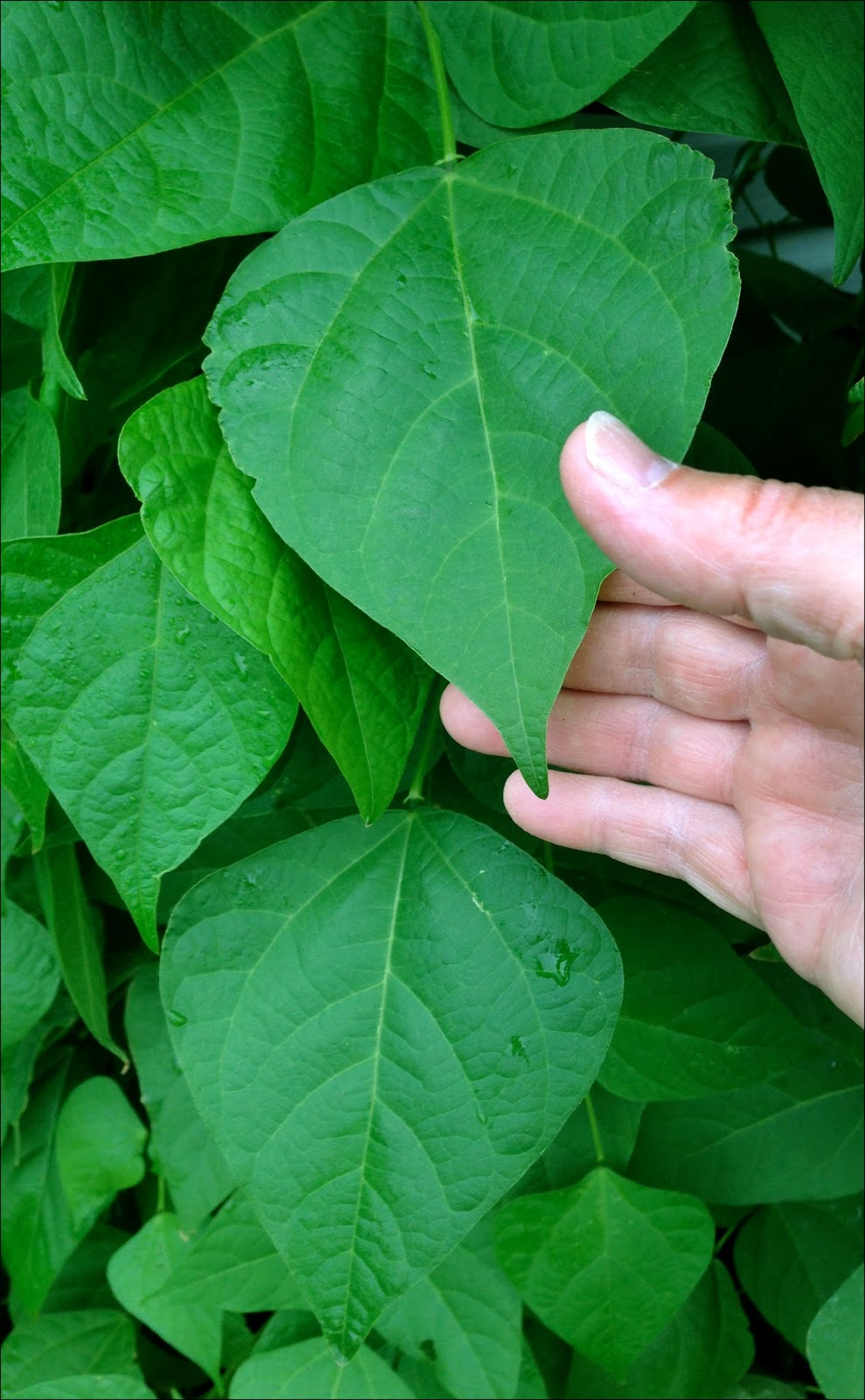 Garden to Kitchen w/Garry Carter How to grow climbing beans