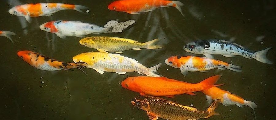 Pemijahan Ikan Mas? Ini Dia Tahap Mengawinkan Ikan Mas Secara Lengkap Beserta Gambarnya