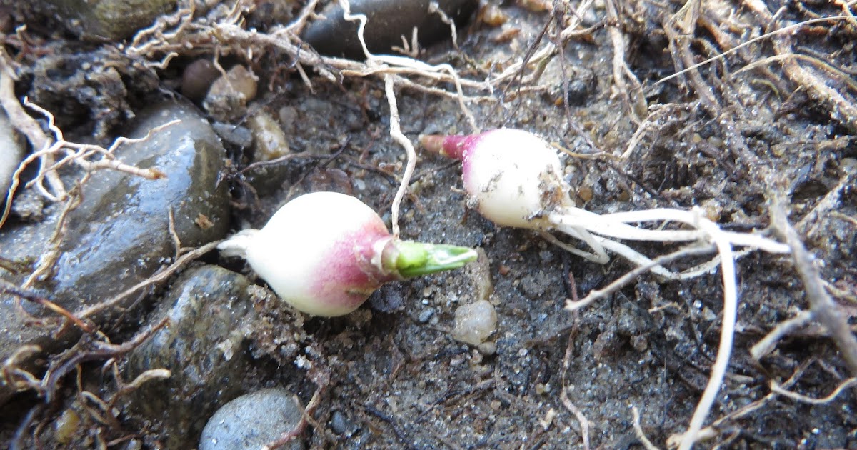 Rhode Island Carp Fishing New Bait Discovery.....Wild Onion Bulbs