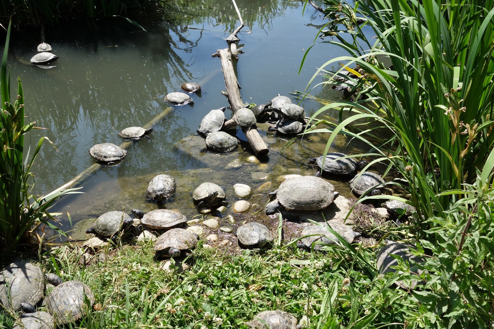 Парк Аистов - черепахи