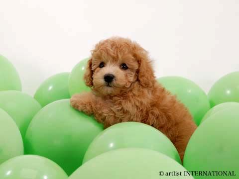 Cutewhitepuppies Wallpaper on Funny Cute Dogs Puppies Blogspot Com Cute Dogs 2 Jpg
