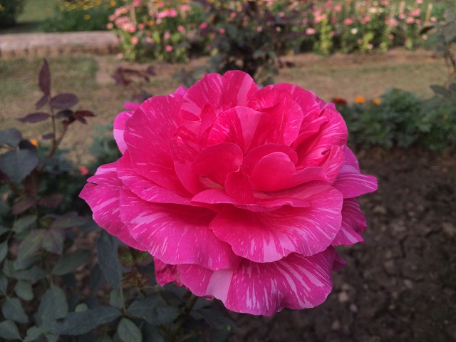 primo R4 camera sample