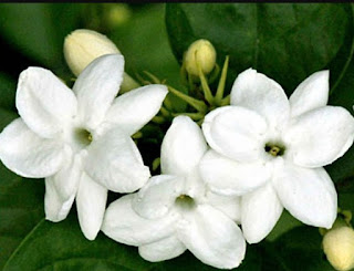 Tanaman ini banyak dijadikan sebagai tanaman hias karena bunganya yang harum dan indah Melati Gambir Atau Jasminum nitidum