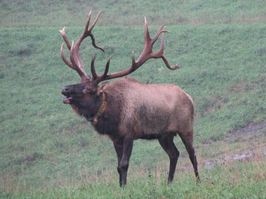 PA Environment Digest Blog Game Commission Elk Cam Goes Live To The