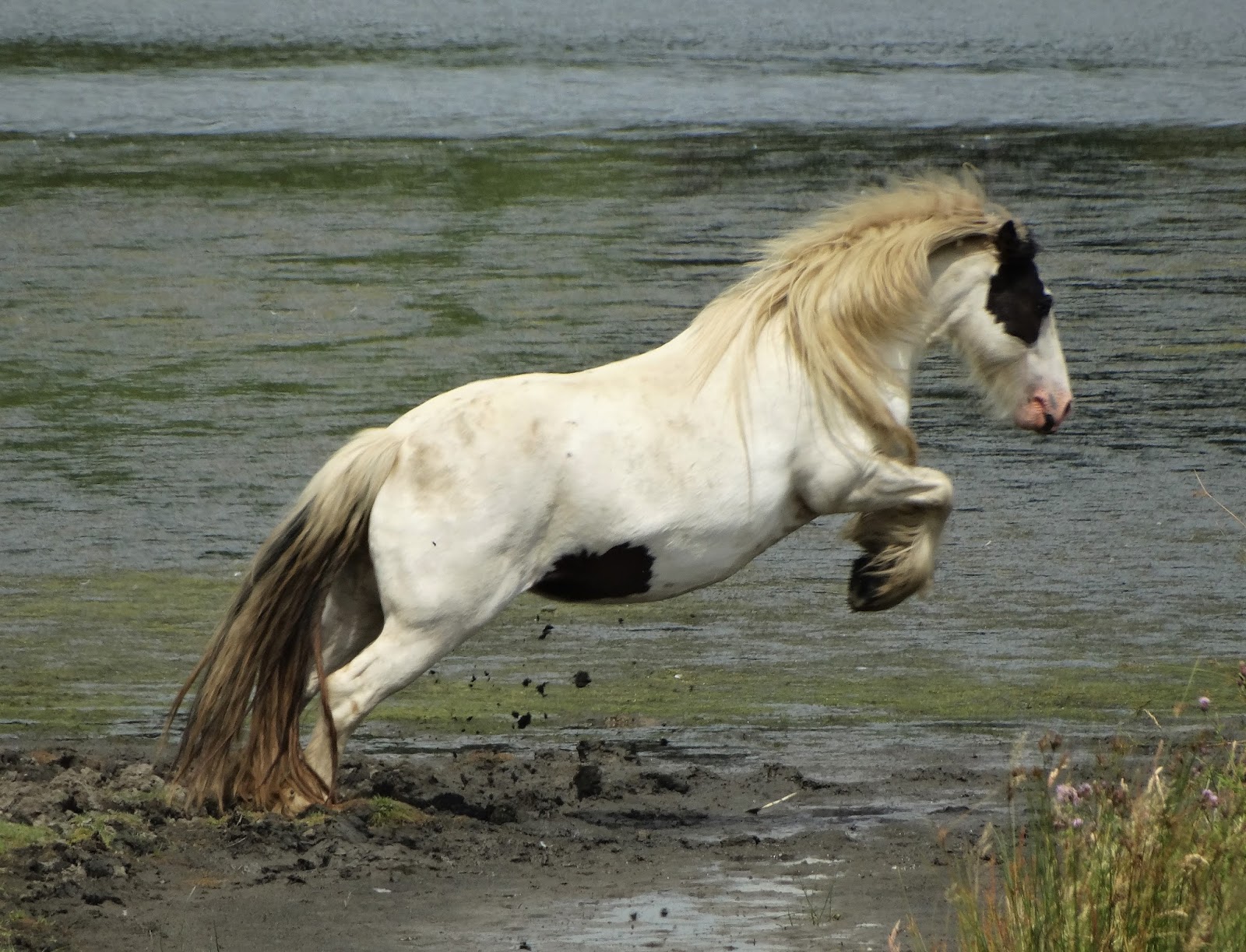 Yorkshire Pudding Horses