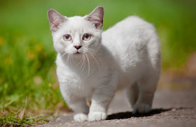 White Munchkin Cat