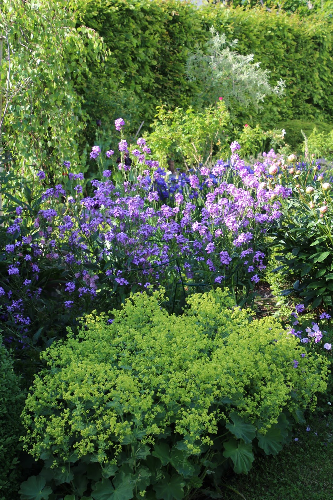 Trädgårdsnattviol Hesperis matronalis bild