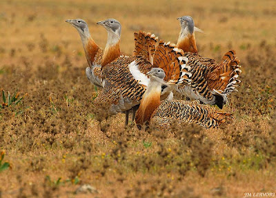 Grupo de avutardas