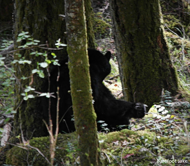 black bear scratching