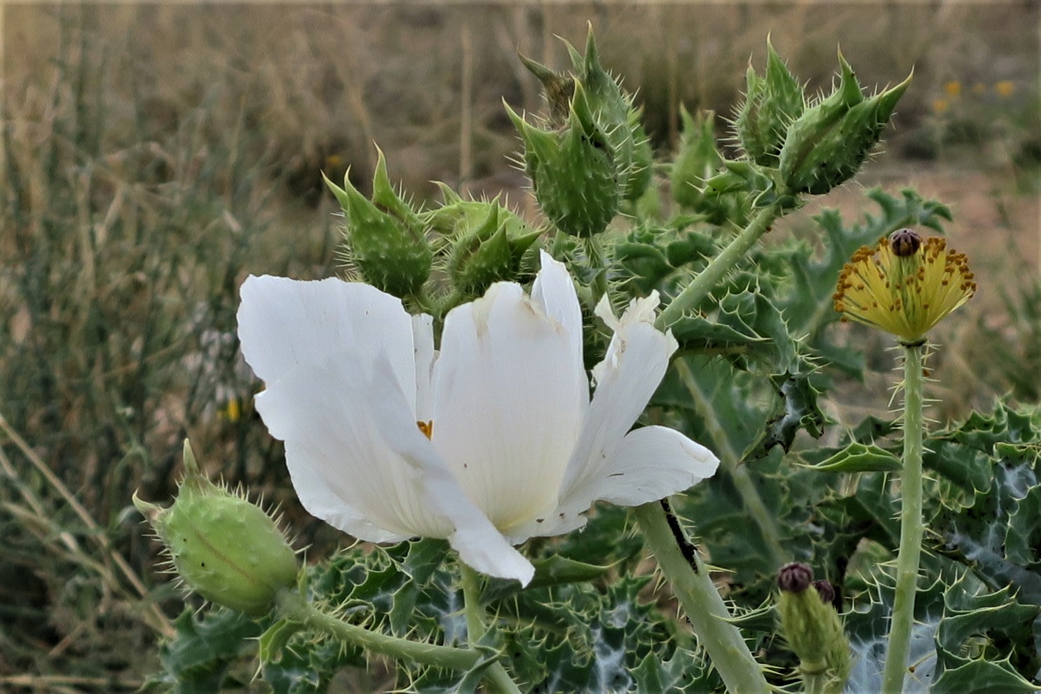 Living Rootless El Paso Poppies Festival
