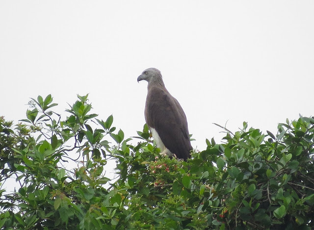 Grey-headed Fish Eagle - Singapore Botanic Gardens