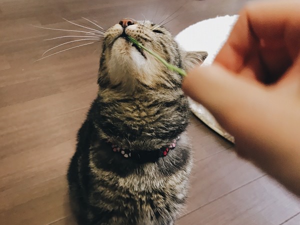 エノコログサをくわえて引っ張る