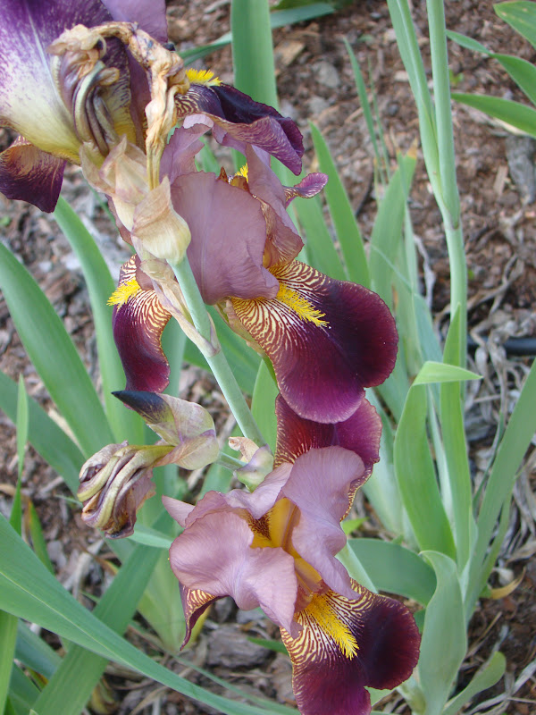 kwiaty-bogini-iris