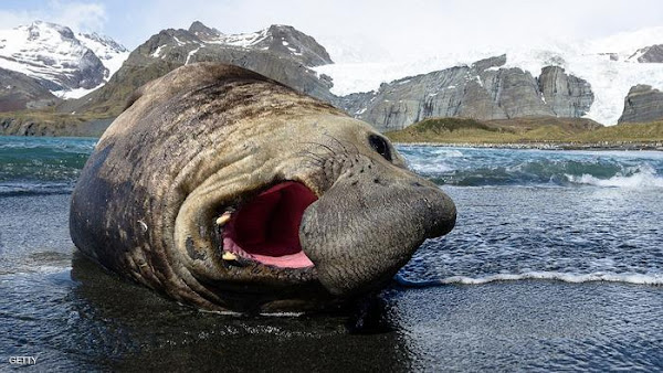 أكبر حيوانات العالم