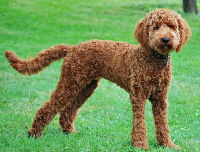 Labradoodle-short-coat-for-summer