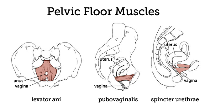 Pelvic Floor Muscles Pelvic Floor Muscles And Constipation