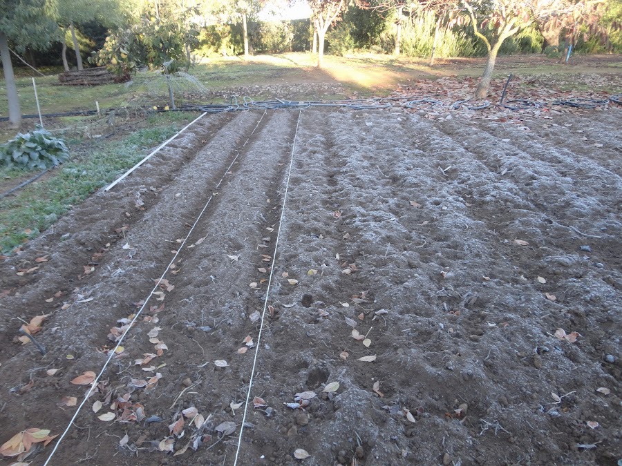 HELADA SOBRE EL TERRENO DESNUDO DE LA HUERTA