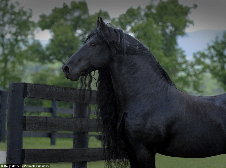 White Wolf Meet Frederik The Great, A Stunning Friesian Stallion From
