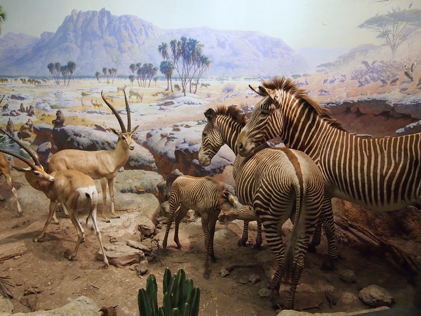History Of Museums History Of Museums Type Of Museum