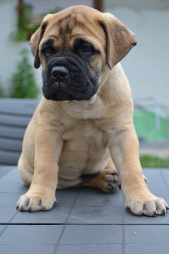Everything about your Bullmastiff - LUV My dogs
