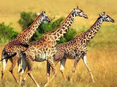 Resultado de imagem para Girafas em risco de extinção