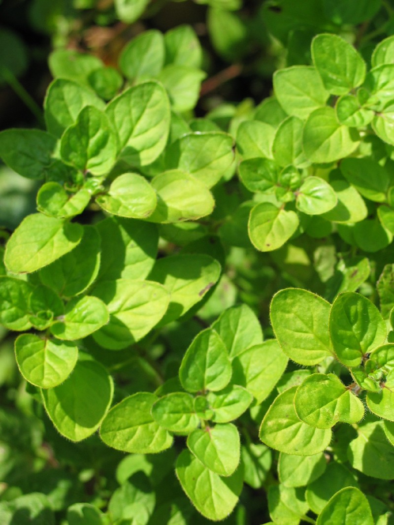 Wonalixia© Bittersweet: Especias y Hierbas arómaticas-El orégano