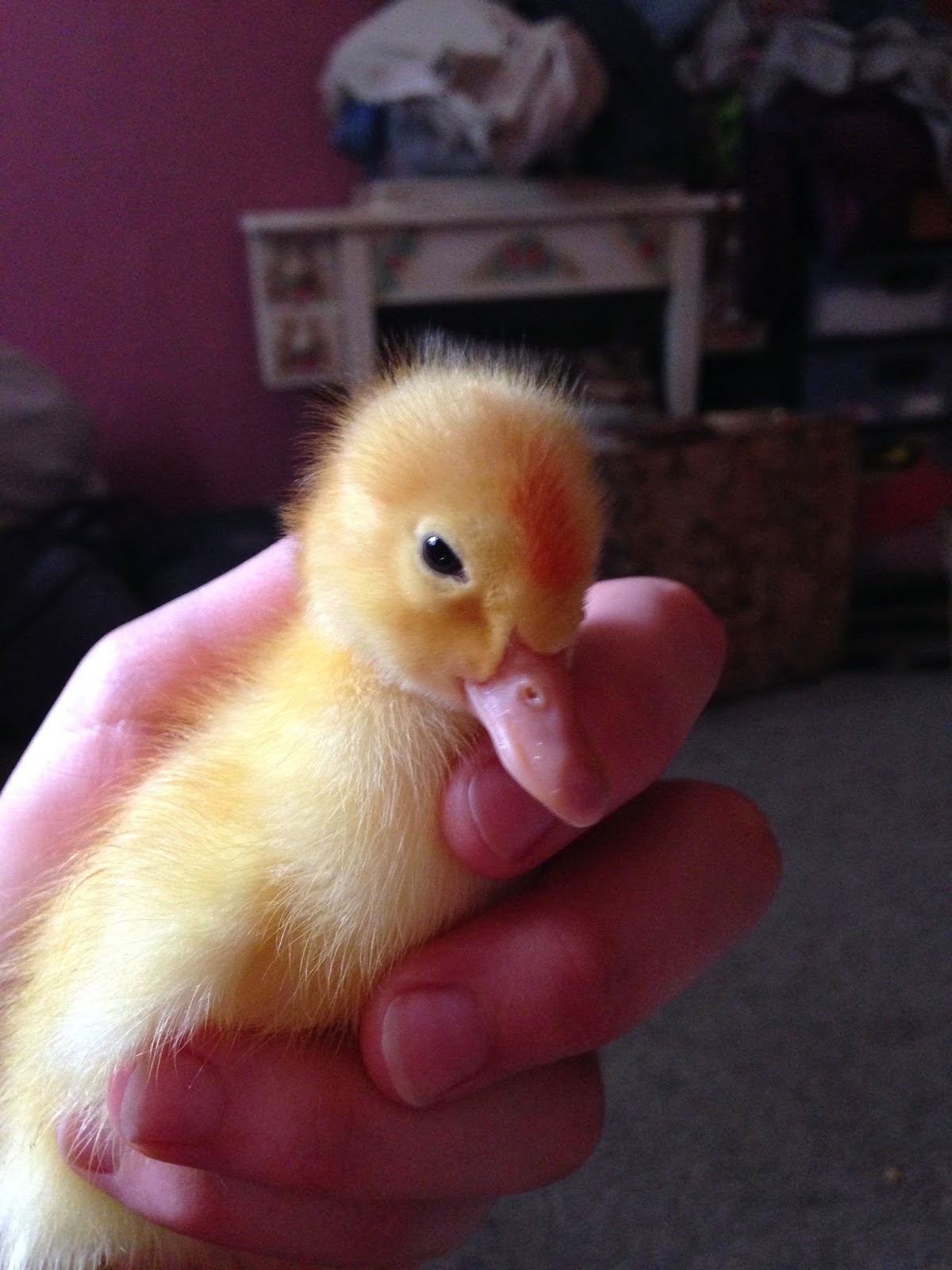 Boots n' Roots Farm: Hatchery Babies!