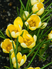 Yellow crocus Allan Gardens Conservatory Spring Flower Show 2014