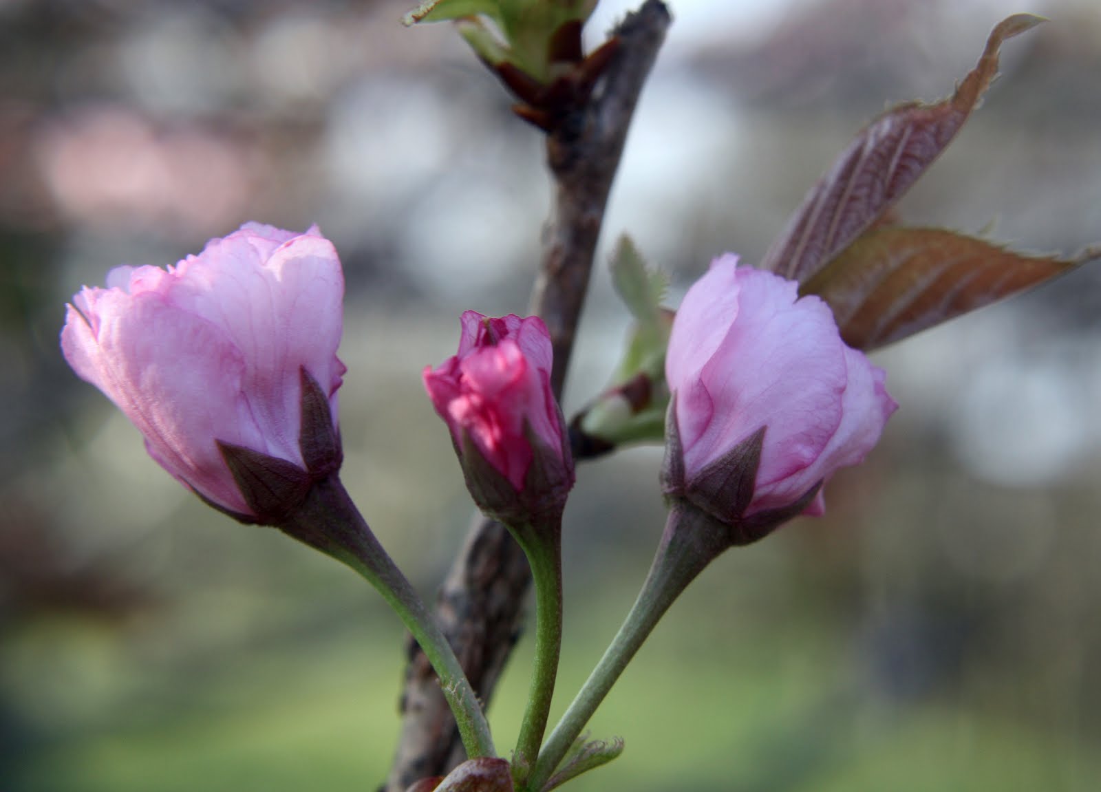 CARLETTA'S CAPTURES Cherry Blossom Buds