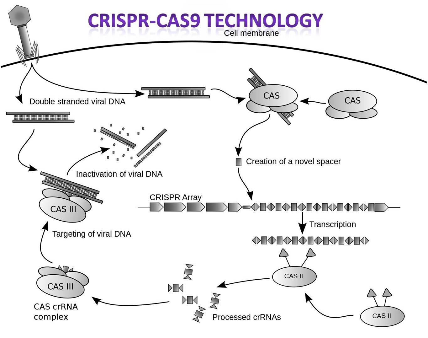 5 Quick Facts on CRISPR-Cas9 technology