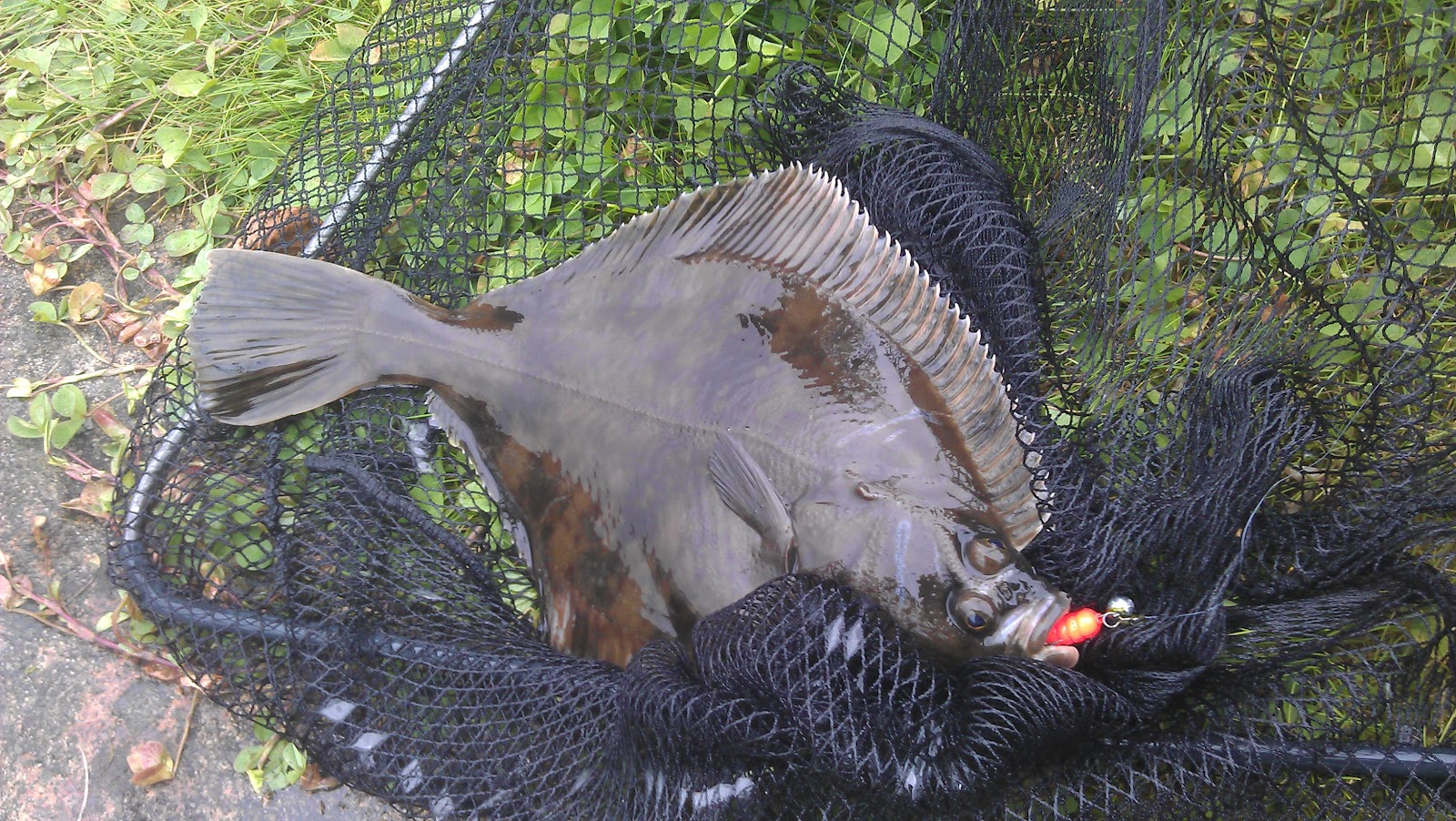 Live Long And Flounder