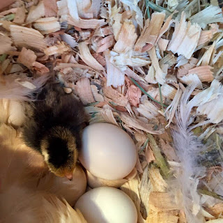 new chick