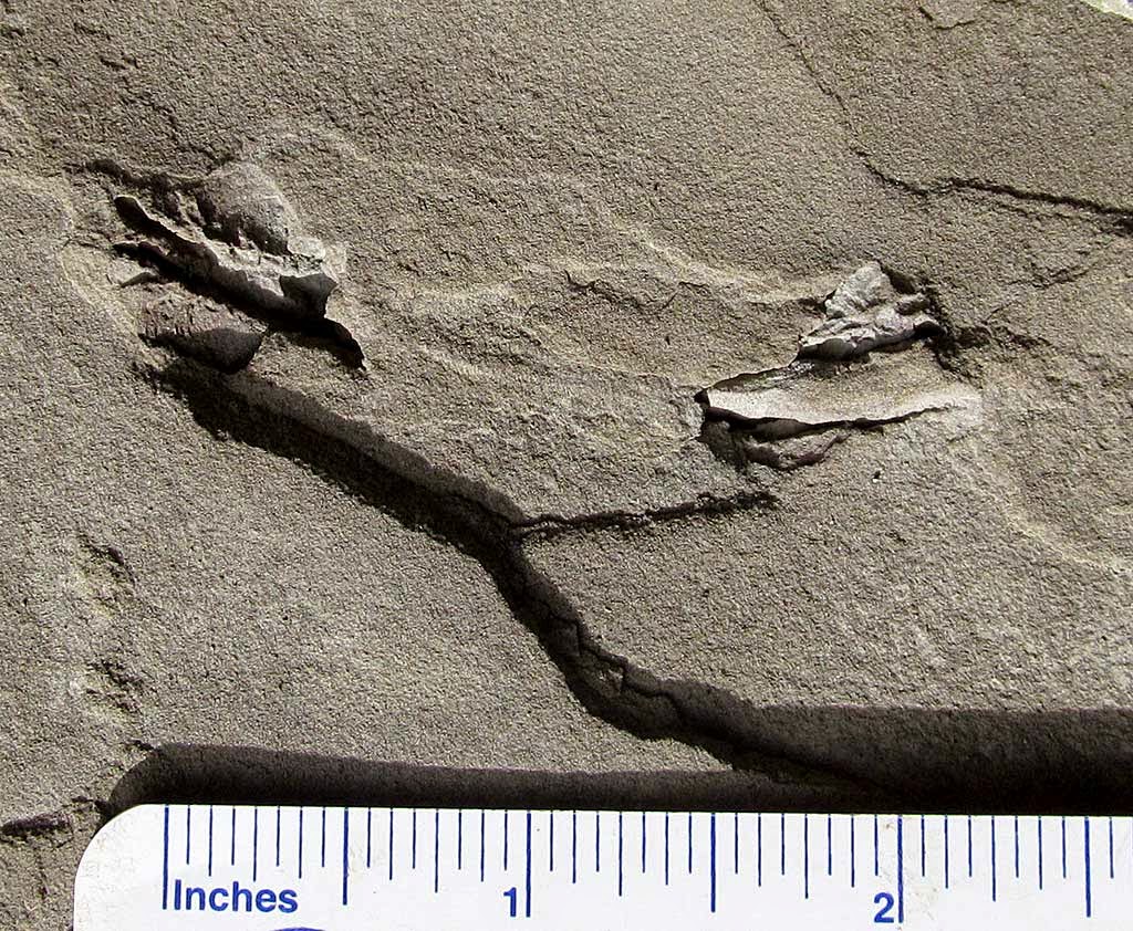 Louisville Fossils and Beyond Maysville Kentucky Trace Fossils