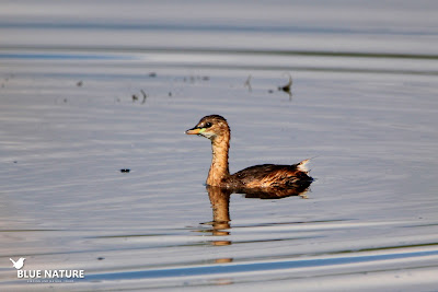 Zampullín común (Tachybaptus ruficollis) en la Laguna costera Les Olles. Blue Nature